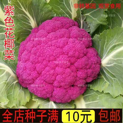 紫色菜花价格 多少钱