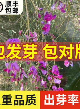 牧草种子花棒灌木籽细枝岩