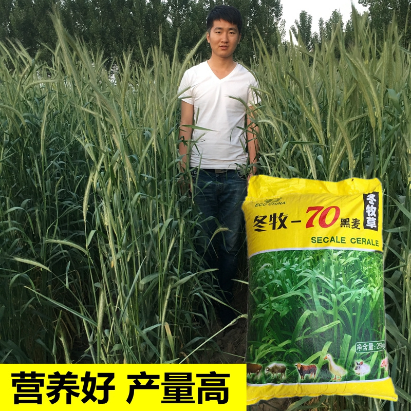 冬牧70黑麦草种子 猪牛羊兔鸡鸭鹅 宽叶高产牧草 鱼草种籽冬牧草