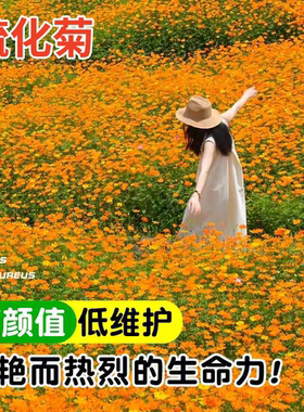 黄秋英硫化菊花种子黄波斯菊景观绿化花海庭院四季播种开花卉花籽