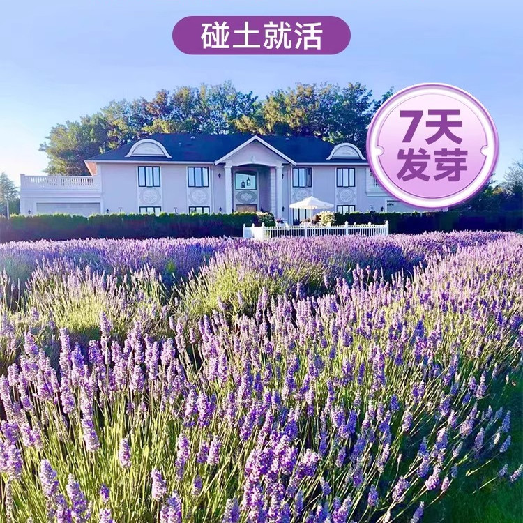 薰衣草花籽四季种植开花盆栽花苗花种子庭院阳台花卉易活驱蚊草种