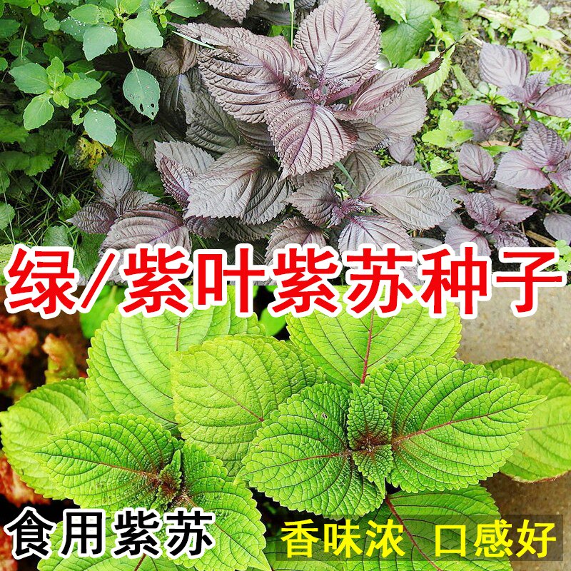 紫苏种子种植盆栽种籽东北种孑野苏子叶绿紫苏食用苏子叶红苏子叶
