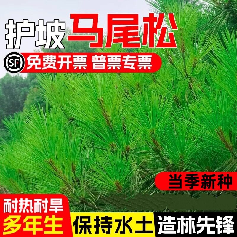 马尾松种子新采松树种籽马尾松籽小树苗松仁灌木种子高大松树种子图片
