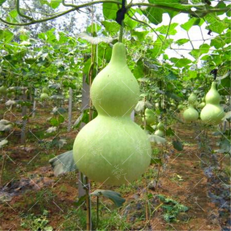 济公葫芦种子 大瓜菜籽地品种 食用菜葫芦早熟果肉 宝葫芦种子