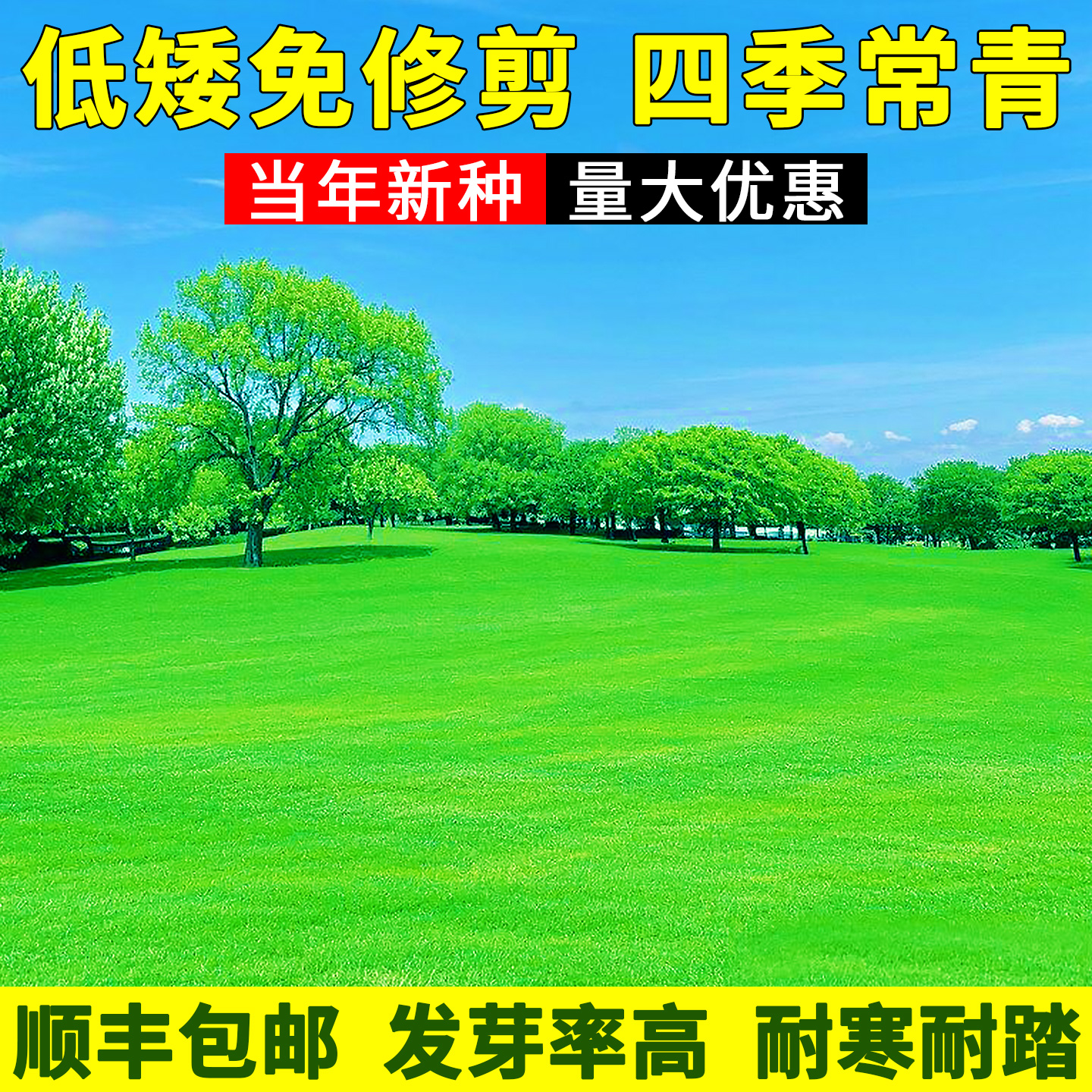 草坪草籽庭院地毯草绿化黑麦草种