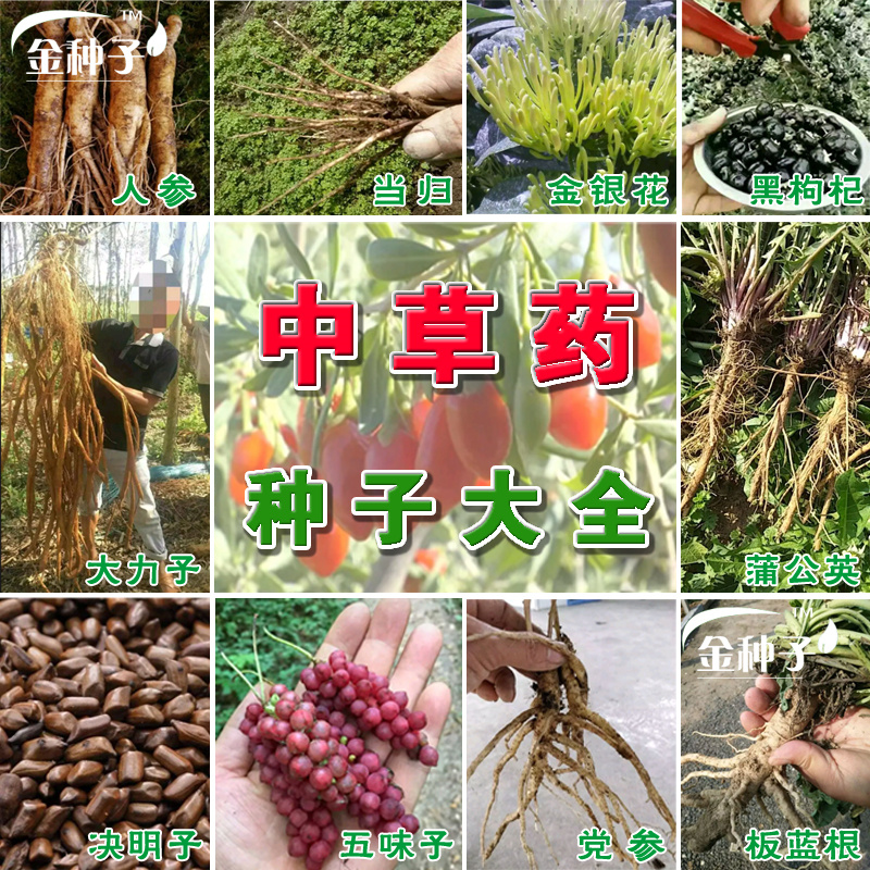 中草药种子 板蓝根 人参党参当归五味子四季播天然绿色金银花枸杞