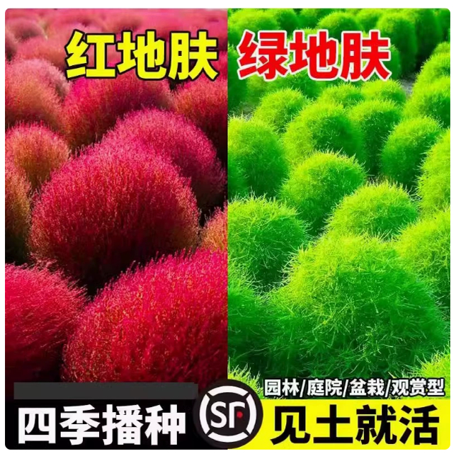 扫帚扫把种子扫地蔬菜种孑