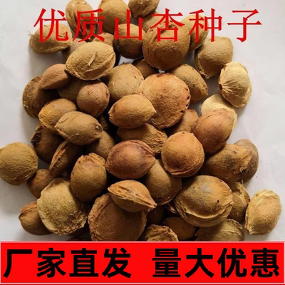 山杏种子胡核当年优质野生