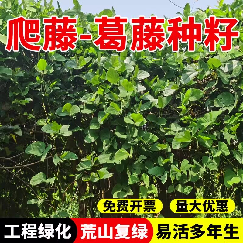 葛藤草种籽矿山荒地工程绿化草护坡固土爬藤植物爬山虎油麻藤种子