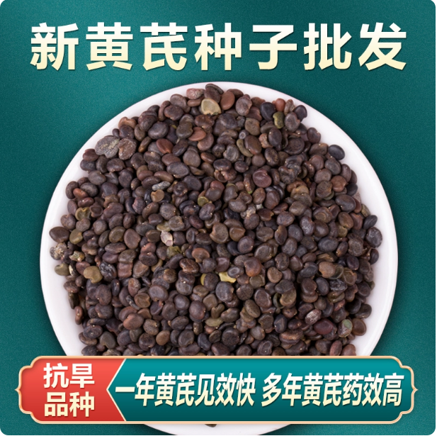 黄芪种子中药材内蒙黄芪种籽500克铁芪棉芪种植苗当归党参枸杞孑