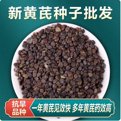黄芪种子中药材内蒙黄芪种籽500克铁芪棉芪种植苗当归党参枸杞孑