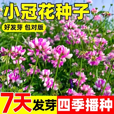 小冠花种子多变护坡固土地被观赏花籽工程绿化庭院四季常青草种籽