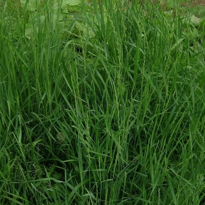 无芒雀麦种子披碱草茅紫羊