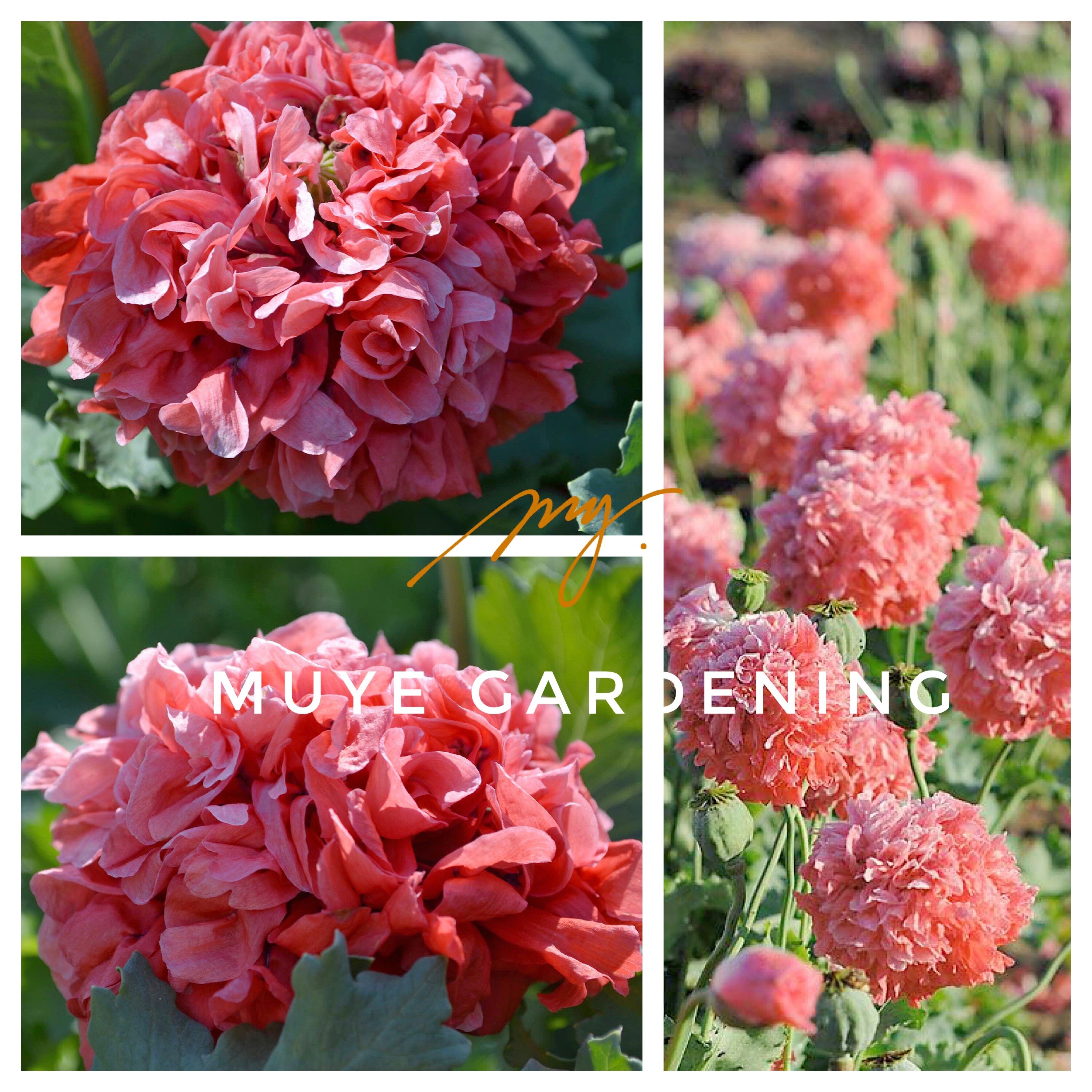 重瓣大花虞美人 鲑鱼牡丹 珊瑚色至浅粉色花瓣 跟冰霜三文鱼类似