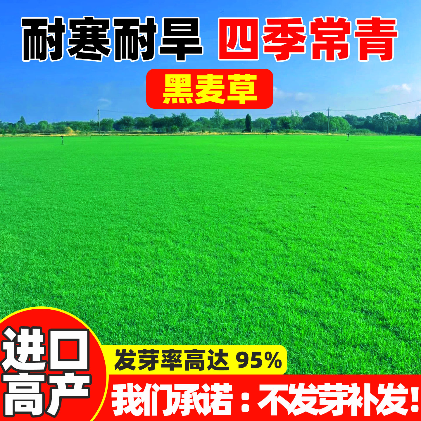 多年生黑麦草种子草坪草籽庭院边坡绿化耐寒四季常青护坡固土草籽