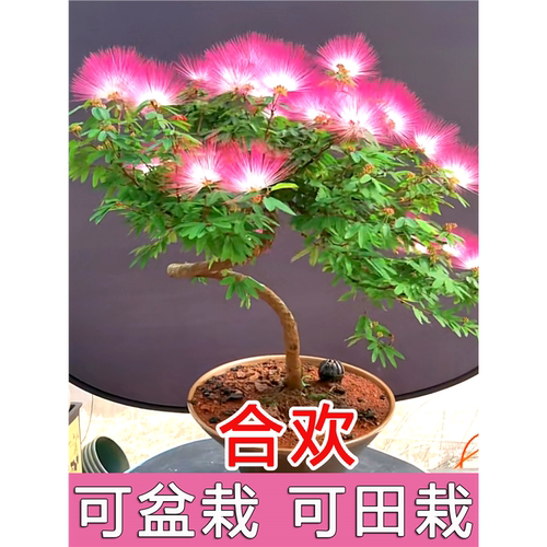 合欢种子四季植落叶乔木行