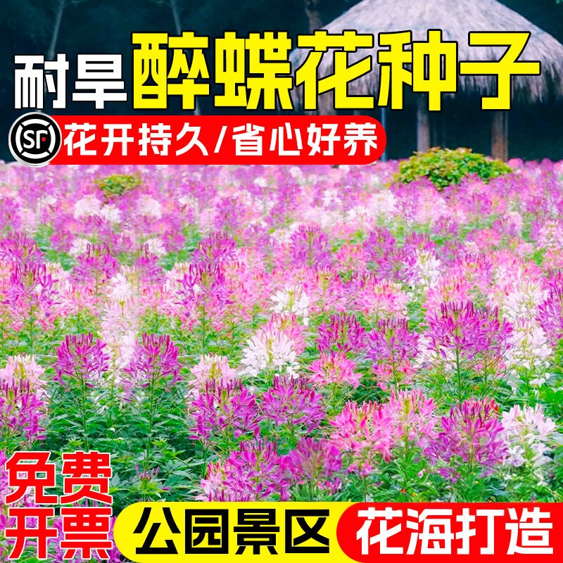 醉蝶花种子庭院别墅公园景区美化
