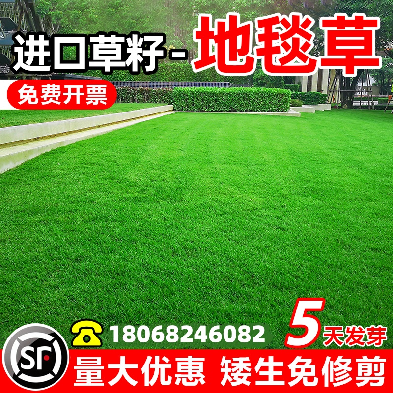 高档地毯草草坪草籽矮生进口免修剪公园别墅耐践踏草种子耐寒耐旱