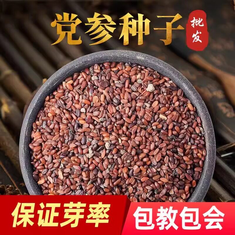 党参种子特级新鲜党参种籽岷县材当参党归黄芪苗种孑种植