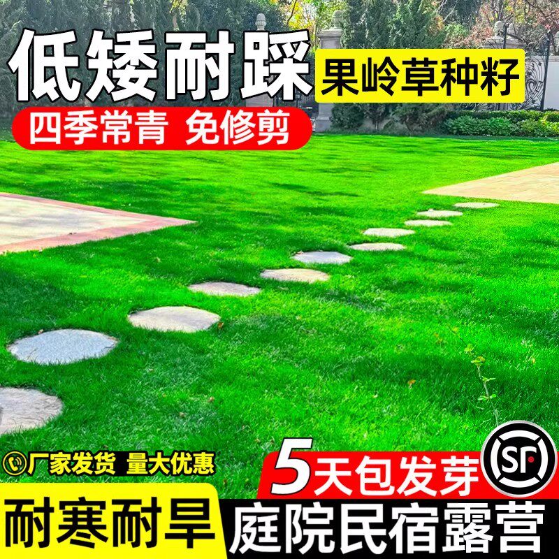 果岭草草籽四季常青低矮耐踩踏种籽庭院民宿露营耐寒耐旱草坪种子