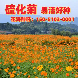 黄秋英硫化菊种子黄波斯菊花景观绿化花海四季播种开花卉花籽种子