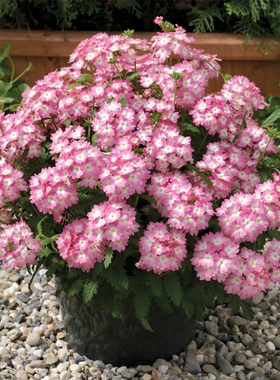 美女樱种子 观花种子混色盆栽垂吊美女樱花种子 景观花海草花种子