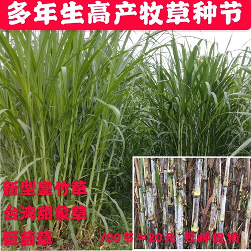 正宗新型皇竹草种节甜象草巨菌草种子鹅鱼牛羊多年生牧草草种包邮