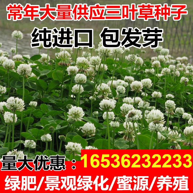 绿化草坪种子白三叶草种子红三叶草种子四季多年生车轴草种子草籽