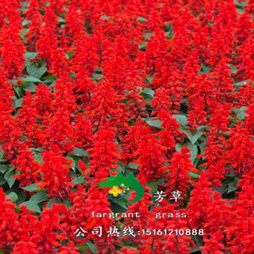 一串红种子四季花种籽花卉种孑庭院阳台花籽矮生花草四季开花花籽 - 实物图