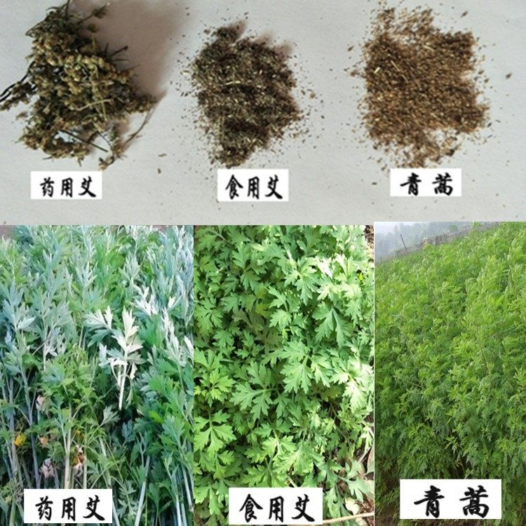 艾草种子 食用药用野生艾草种籽艾叶种子艾种籽春季艾蒿种子苗