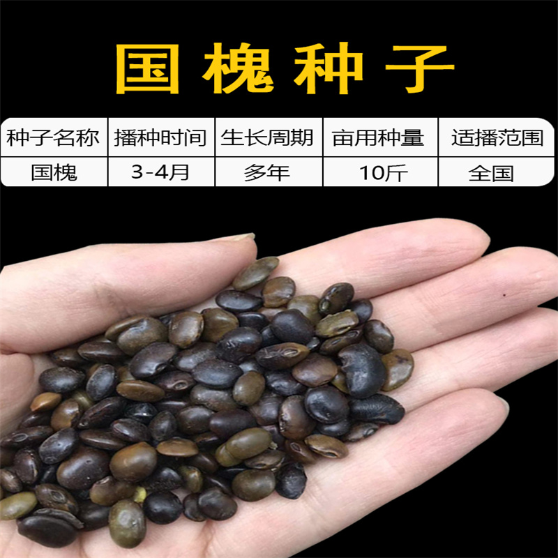 国槐种子新采速生国槐树籽笨槐家槐树槐豆净种籽包邮