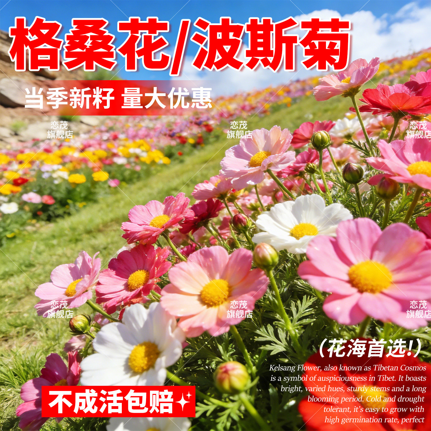 波斯菊花种子格桑花种籽耐寒花籽图片