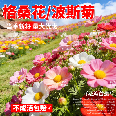 波斯菊花种子格桑花种籽耐寒花籽