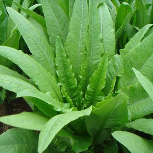 油麦菜种子四季播青菜种籽仔阳台菜籽盆栽籽种春季蔬菜孑菜种春天