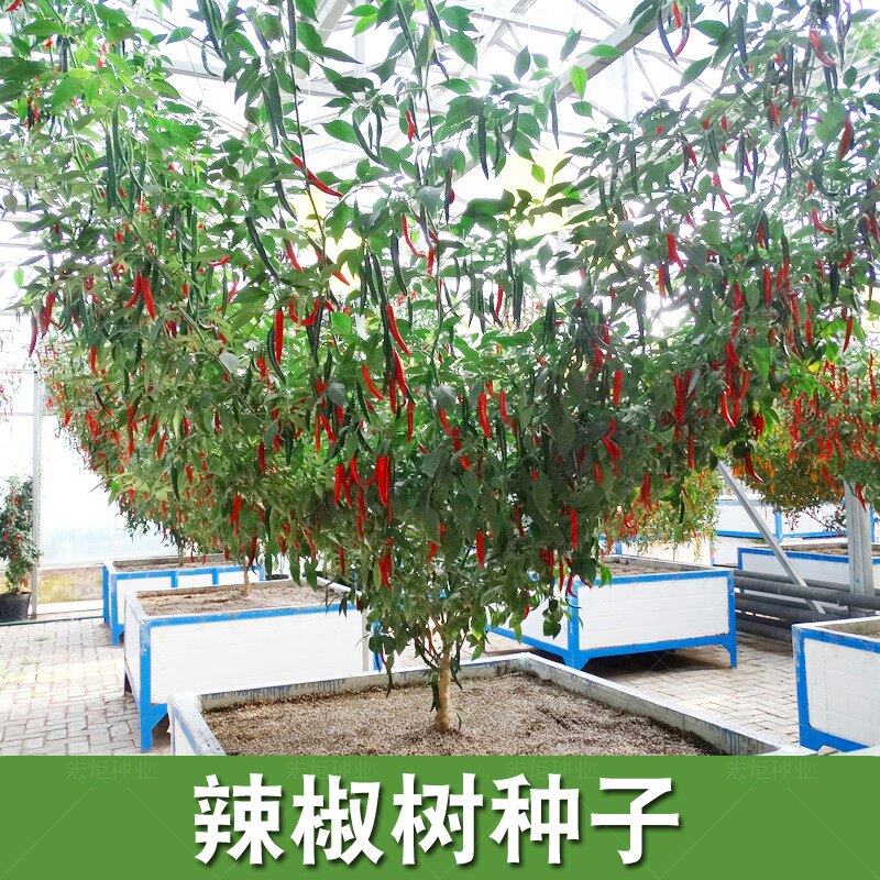 蔬菜种孑 四季 辣椒树种子四季 辣椒种籽尖椒种籽 高产辣椒树种籽