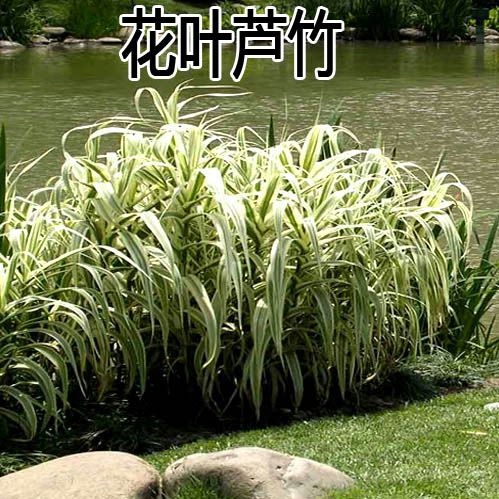 水生植物 再力花种子千屈菜 花叶芦竹香蒲芦苇水葱梭鱼草鸢尾种子