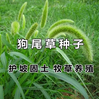 狗尾巴草种子野杂籽耐旱绿