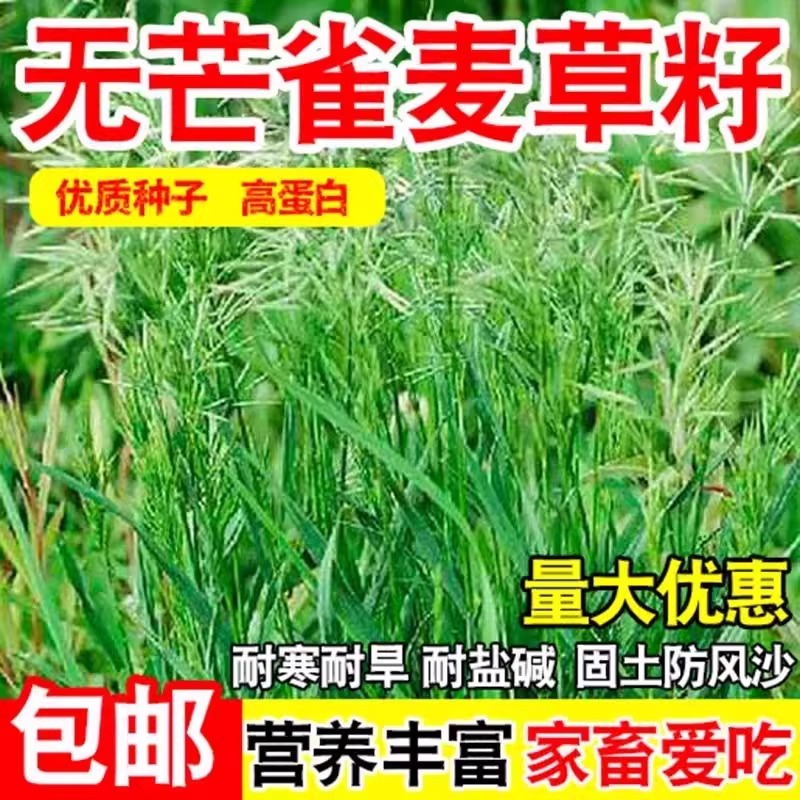 无芒雀麦草籽披碱草碱茅草紫羊茅红豆草芨芨草老芒麦耐寒绿化种子