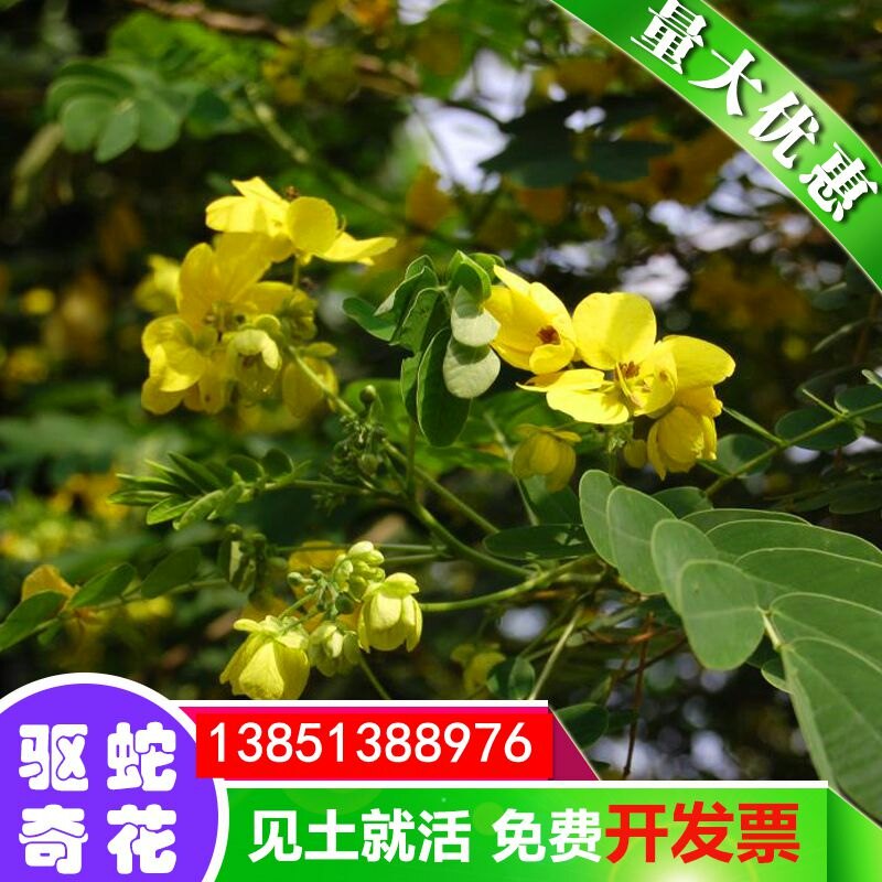 蛇灭门种子驱蛇草望江南野决明野扁豆凤凰草金豆子狗屎豆植物包邮