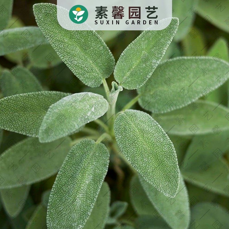 国产彩包家庭园艺香草种子食用芳香鼠尾草50粒春秋播可露地越冬,鲜花速递/花卉仿真/绿植园艺,家庭园艺种子,淘宝优惠券,粉丝福利购,淘宝优惠卷
