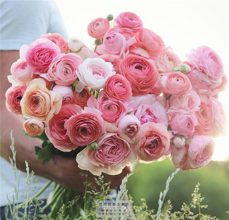 花毛茛种子播种品种 花种籽子四季开花适合冬天秋季种的花籽秋天