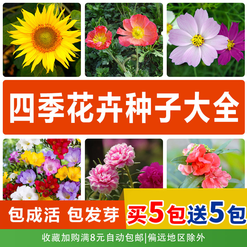 室内外四季开花种易活各种花种子盆栽花卉春夏秋冬花种爆盆花籽