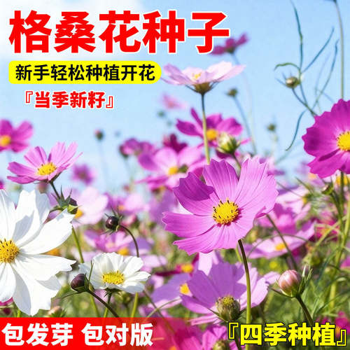 格桑花种籽混色矮杆野花组合易