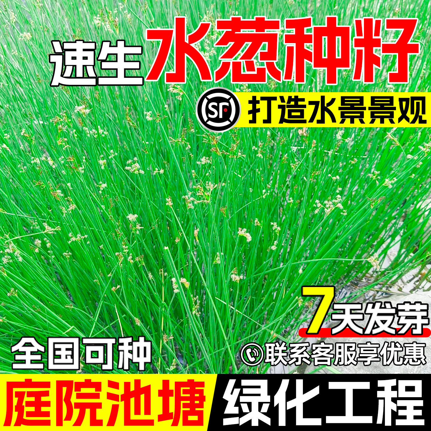 水葱种子挺水水生植物草籽湿地