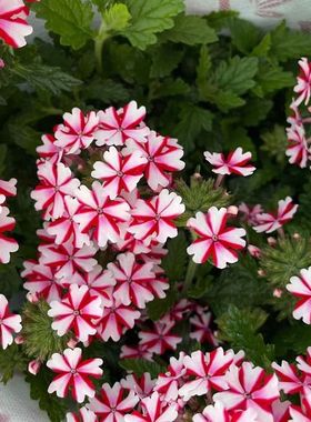 美女樱种子四季开花易爆盆易种易活阳台庭院花园花卉花籽盆栽植物