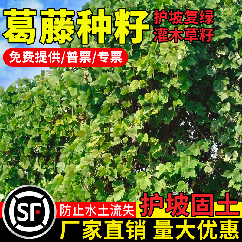 葛藤种籽灌木草子油麻牵牛