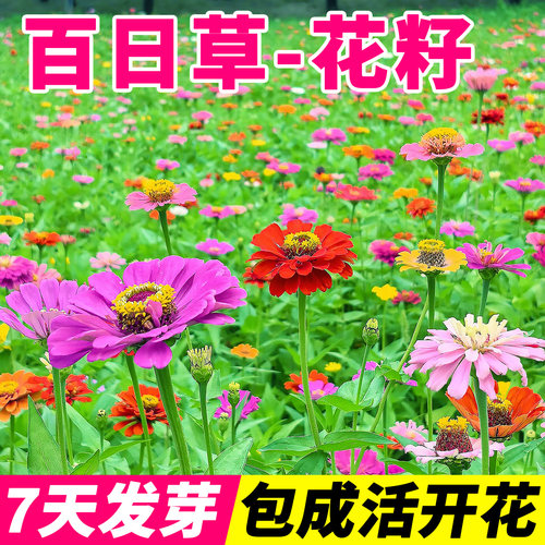 百日草花籽种易活种子百日菊花种