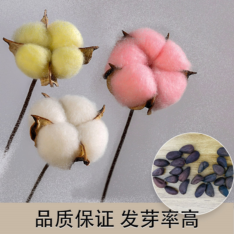 彩棉宝宝种子春季儿童幼儿园四季盆栽棉花观赏花卉农家田园棉花籽