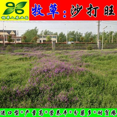 沙打旺种子多年生牧草绿