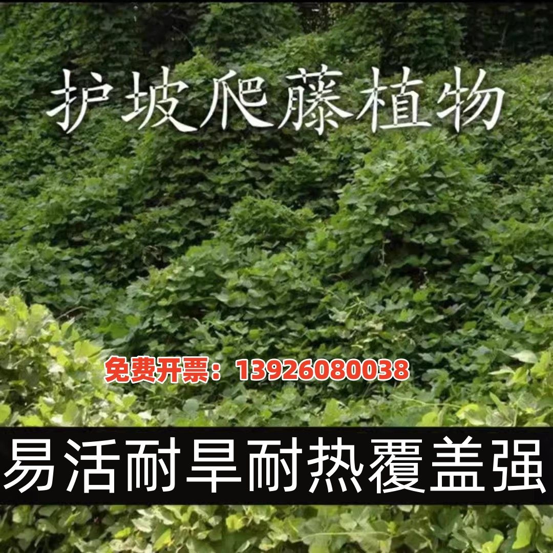葛藤种子爬山虎牵牛花油麻藤牵牛花边坡矿山绿化植物护坡爬藤种子